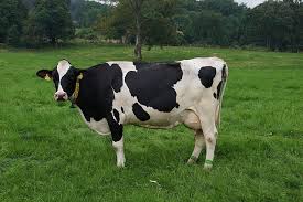 Holstein-Kuh