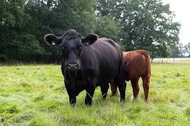 Angus-Kuh